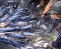 Giá trị dinh dưỡng của cá Tra, Basa